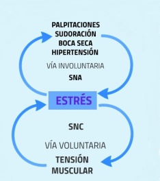 ciclo del estrés